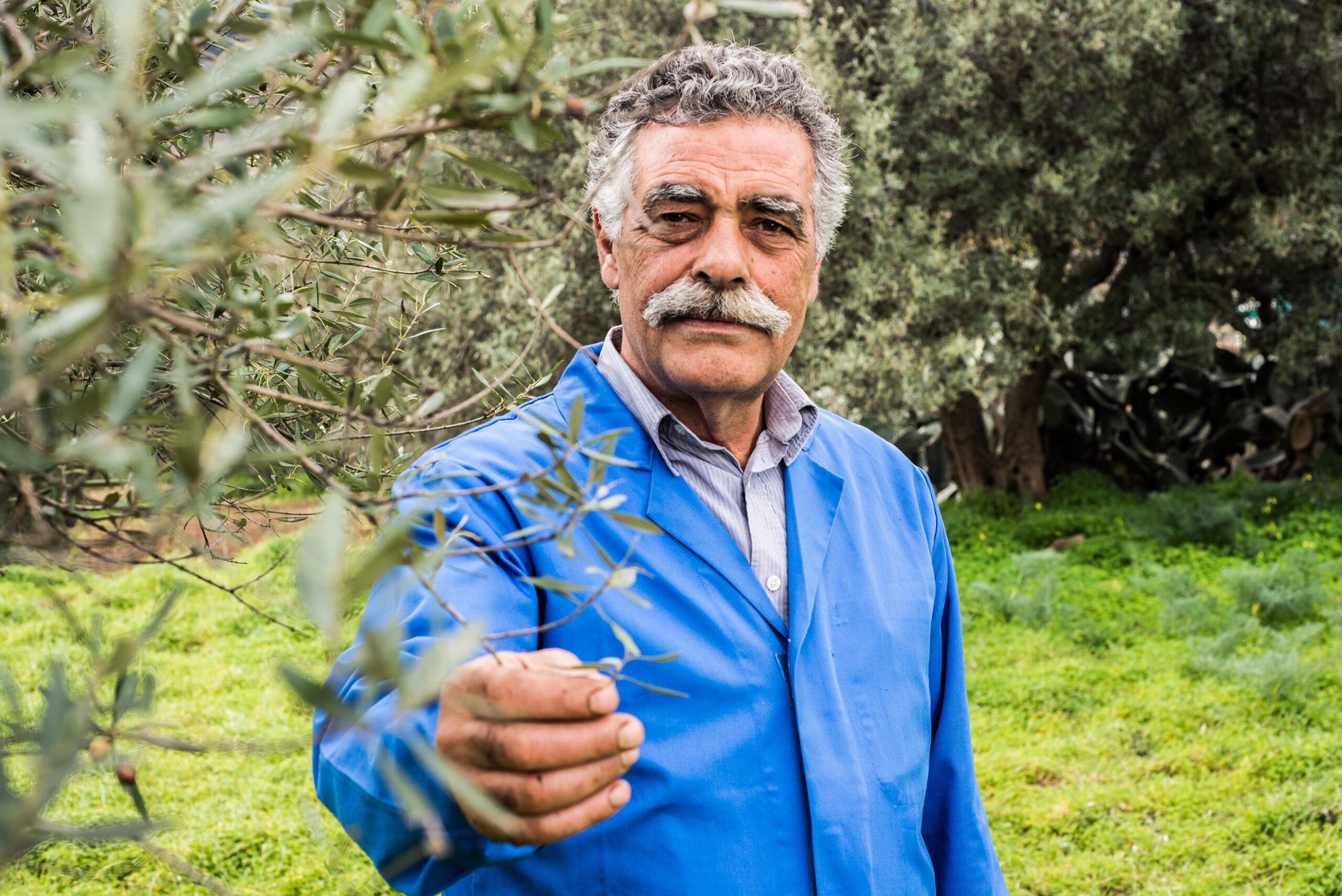 Friendly_Olive_Tour