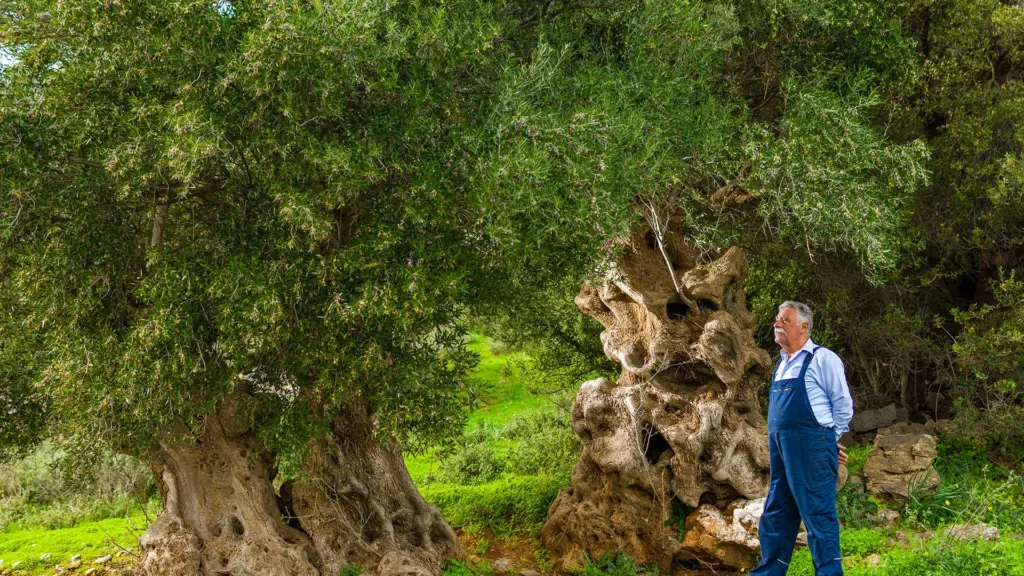 Olive Oil Tasting Crete Experience